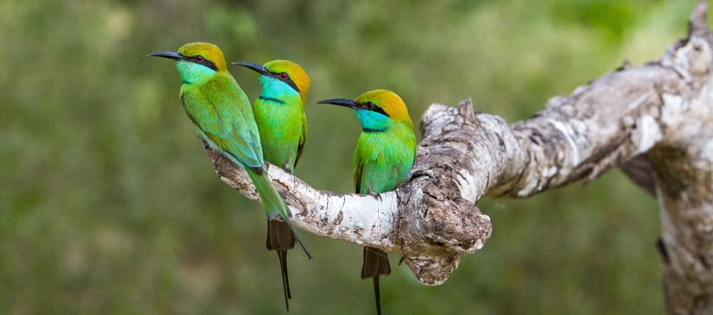 Bird-Watching-header